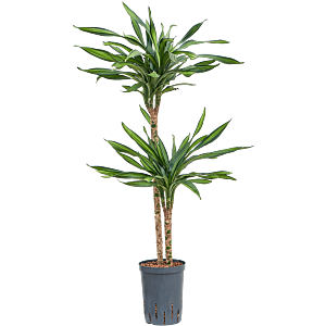 Dracaena fragrans 'Riki'