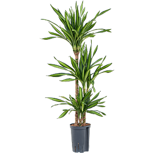 Dracaena fragrans 'Riki'
