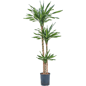 Dracaena fragrans 'Riki'