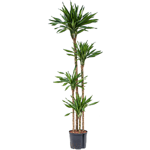 Dracaena fragrans 'Riki'