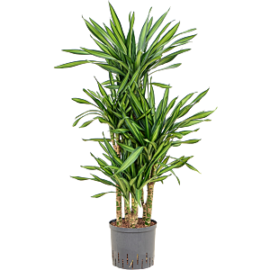 Dracaena fragrans 'Riki'