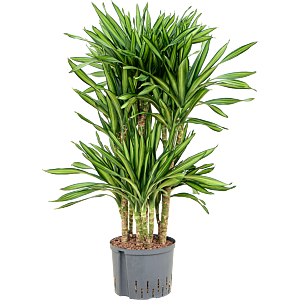 Dracaena fragrans 'Riki'