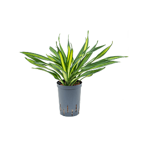 Dracaena fragrans 'Riki'