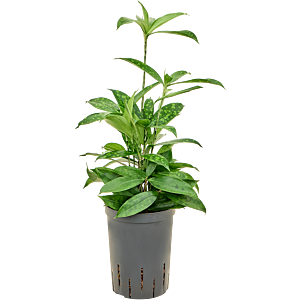Dracaena surculosa