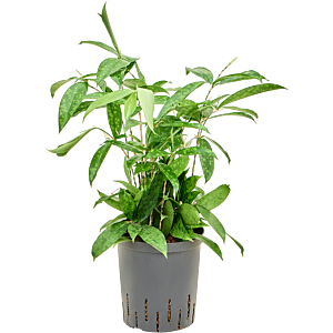 Dracaena surculosa