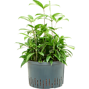 Dracaena surculosa