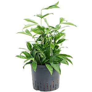 Dracaena surculosa