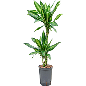 Dracaena fragrans 'Silindo'