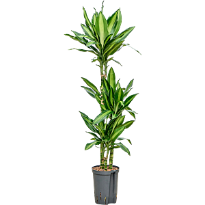 Dracaena fragrans 'Silindo'