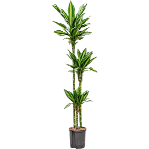 Dracaena fragrans 'Silindo'