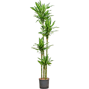 Dracaena fragrans 'Silindo'