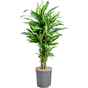 Dracaena fragrans 'Silindo'
