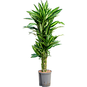 Dracaena fragrans 'Silindo'
