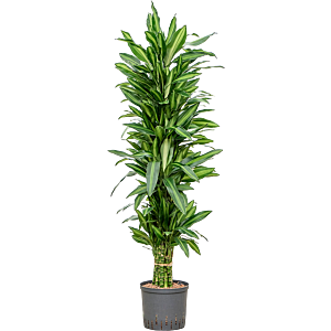 Dracaena fragrans 'Silindo'
