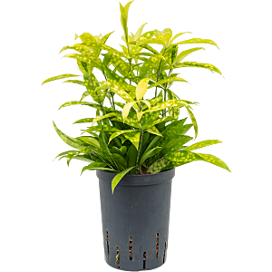 Dracaena surculosa 'Mike'