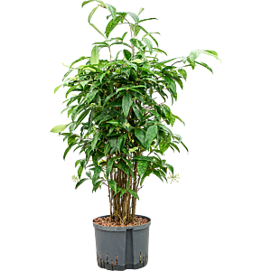 Dracaena surculosa