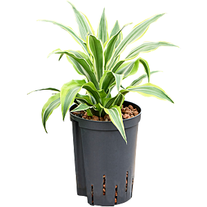 Dracaena fragrans 'Surprise'