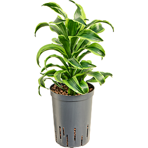 Dracaena fragrans 'Tornado'