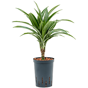 Dracaena fragrans 'Ulises'