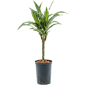 Dracaena fragrans 'Ulises'