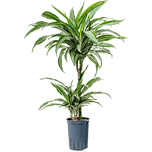 Dracaena fragrans 'Ulises'