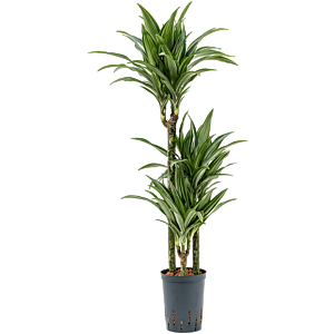 Dracaena fragrans 'Ulises'