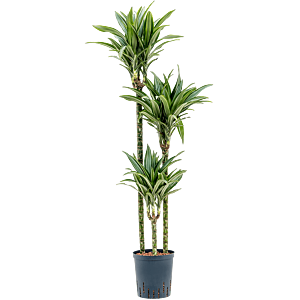 Dracaena fragrans 'Ulises'
