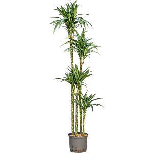 Dracaena fragrans 'Ulises'
