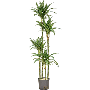 Dracaena fragrans 'Ulises'