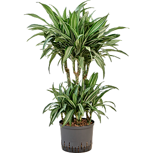 Dracaena fragrans 'Ulises'