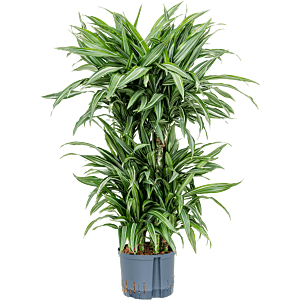 Dracaena fragrans 'Ulises'