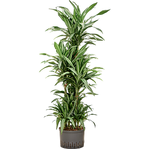 Dracaena fragrans 'Ulises'