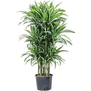 Dracaena fragrans 'Ulises'