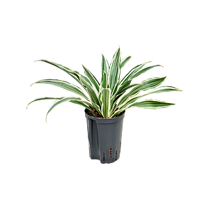 Dracaena deremensis 'White Stripe'