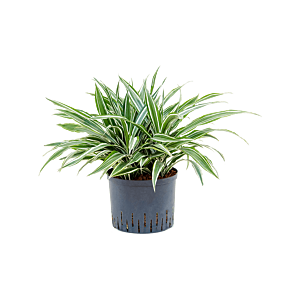 Dracaena deremensis 'White Stripe'