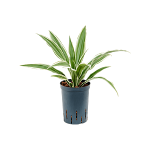 Dracaena deremensis 'White Stripe'