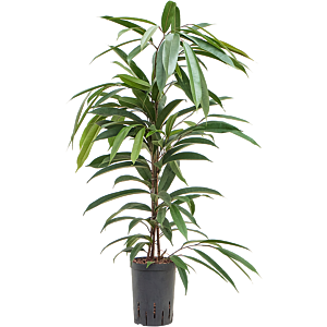 Ficus binnendijkii 'Amstel King'