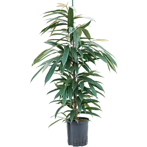 Ficus binnendijkii 'Amstel King'