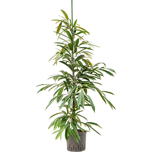 Ficus binnendijkii 'Amstel King'