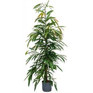 Ficus binnendijkii 'Amstel King'