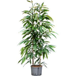 Ficus binnendijkii 'Amstel King'