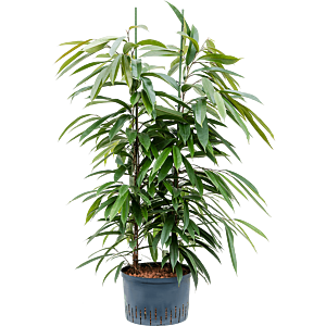 Ficus binnendijkii 'Amstel King'