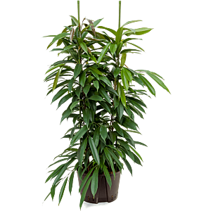 Ficus binnendijkii 'Amstel King'