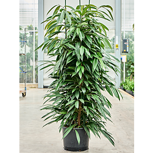 Ficus binnendijkii 'Amstel King'