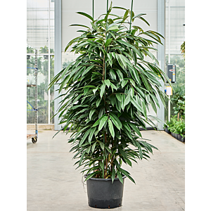 Ficus binnendijkii 'Amstel King'