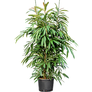 Ficus binnendijkii 'Amstel King'
