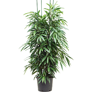 Ficus binnendijkii 'Amstel King'