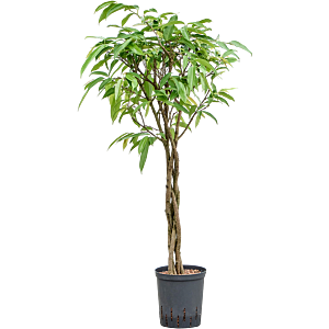 Ficus binnendijkii 'Amstel King'