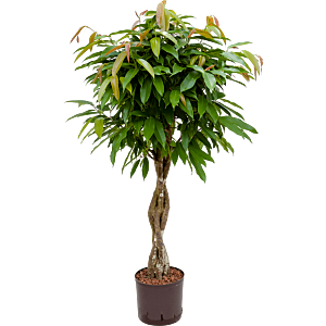 Ficus binnendijkii 'Amstel King'
