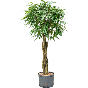 Ficus binnendijkii 'Amstel King'